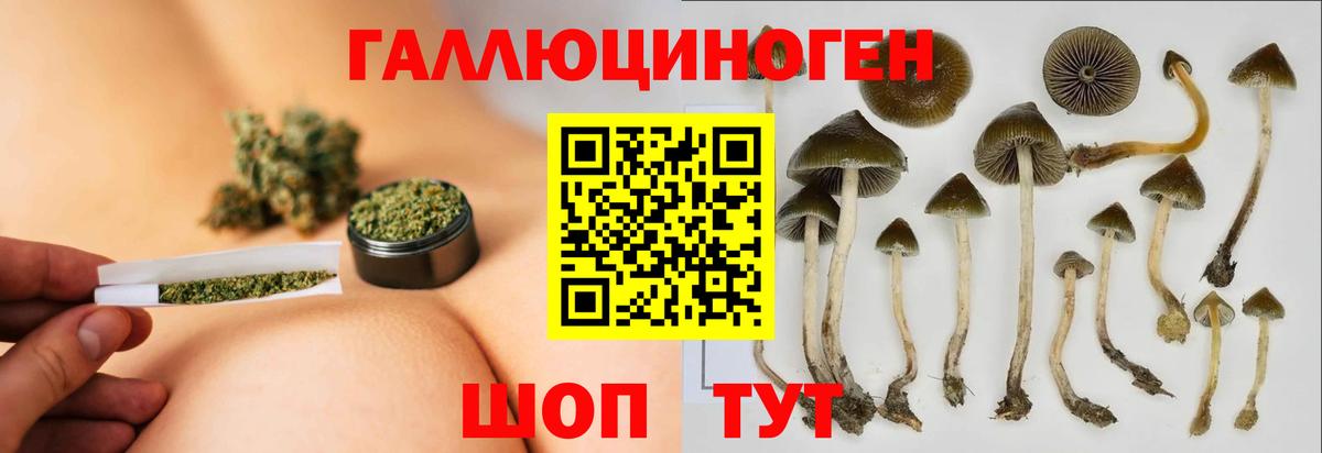 Гурьевск  Галлюциногенные грибы Psilocybe  Вход с VPN 